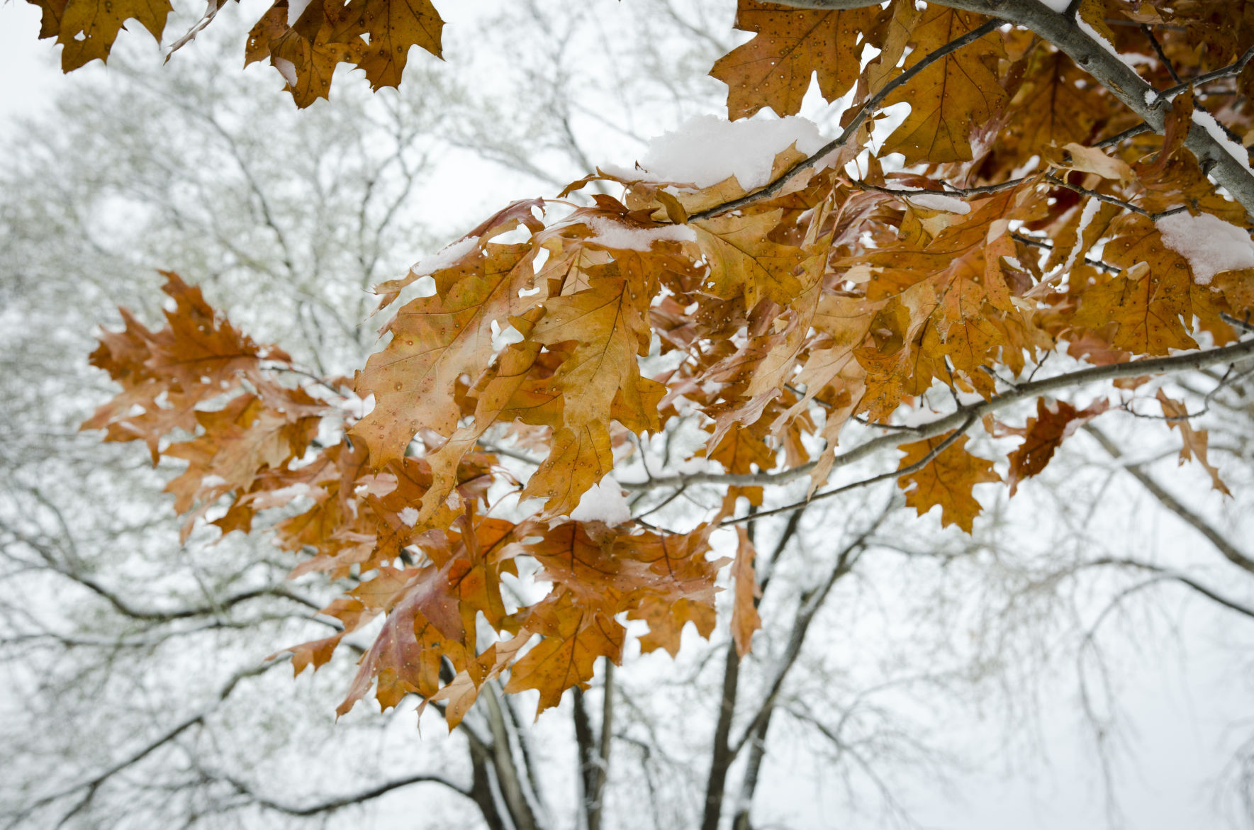 Fleurde-lis Dec. 2019 leaves with bare tree in background